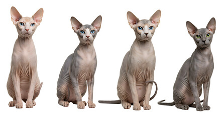Sitting Domestic Cats with Hairless Appearance on White