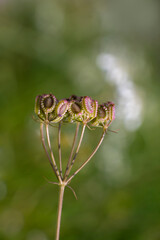 Mediterranian hartwort isolated in nature background. 
