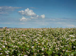 Buckwheat flowering field, close-up, selective focus on inflorescences