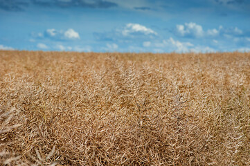 A field of ripe rapeseed with selective focus, highlighting the pods of the plants that are fully...