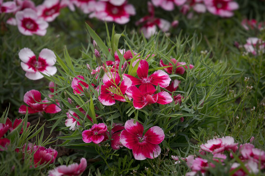 Floral Fantasy, sweet William flowers on the ground
