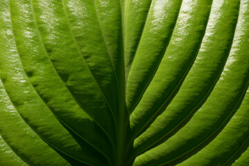 Fragrant plantain lily or August lily green leaf. Close up of leaf detail. Hosta plantaginea.