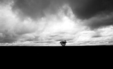 silhouette of a tree