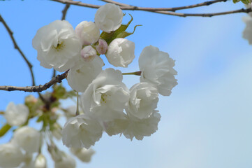 White Sakura Branch with Blooming Flowers Against Blue Sky – Peaceful Springtime Image for Background Use or Nature Concepts