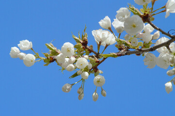 White Sakura Branch with Blooming Flowers Against Blue Sky – Peaceful Springtime Image for Background Use or Nature Concepts