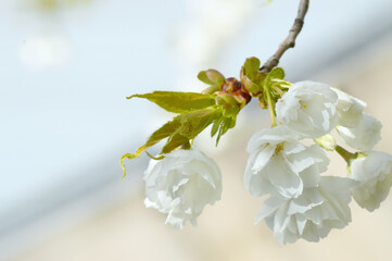 White Cherry Blossoms Macro – Elegant Petals in Daylight for Zen, Seasonal, or Minimalist Designs