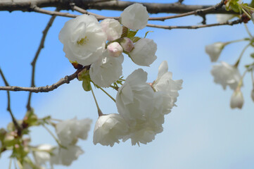 Cherry Tree Blossoms Blooming in Spring Light – Natural Floral Photo with White Flowers and Soft Background Sky