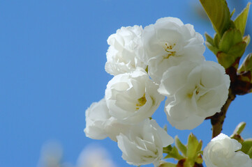 Sakura Tree in Full Bloom – White Cherry Blossoms with Blue Background for Calming Editorials, Nature Posters, or Digital Ads