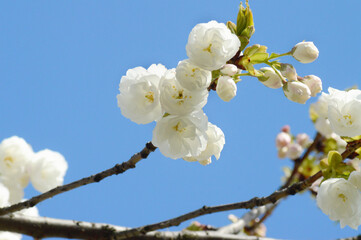 Close-Up of Cherry Blossom Flowers in Full Bloom – Elegant White Petals and Fresh Buds in Natural Light for Spring Projects