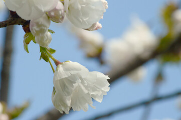 Delicate White Cherry Blossoms in Soft Spring Light – Botanical Photography for Romantic Themes and Creative Backgrounds