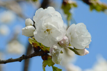 White Cherry Blossoms Macro – Elegant Petals in Daylight for Zen, Seasonal, or Minimalist Designs