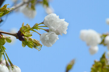 Cherry Tree Blossoms Blooming in Spring Light – Natural Floral Photo with White Flowers and Soft Background Sky