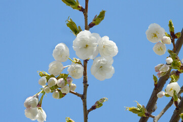 Close-Up of Cherry Blossom Flowers in Full Bloom – Elegant White Petals and Fresh Buds in Natural Light for Spring Projects