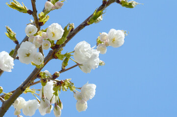 Cluster of White Cherry Blossoms – Bright Spring Floral Close-Up Ideal for Print, Web Design, or Wedding Season Projects