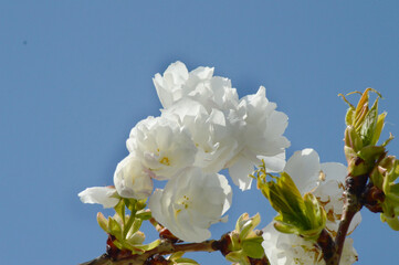 Close-Up of Cherry Blossom Flowers in Full Bloom – Elegant White Petals and Fresh Buds in Natural Light for Spring Projects