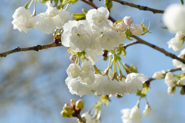 Cluster of White Cherry Blossoms – Bright Spring Floral Close-Up Ideal for Print, Web Design, or Wedding Season Projects