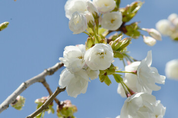 Cherry Tree Blossoms Blooming in Spring Light – Natural Floral Photo with White Flowers and Soft Background Sky