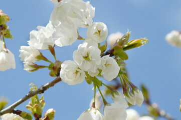 Delicate White Cherry Blossoms in Soft Spring Light – Botanical Photography for Romantic Themes and Creative Backgrounds