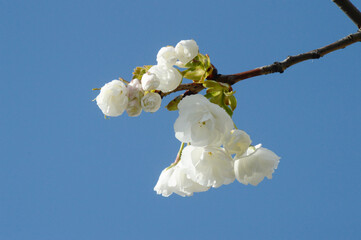 Cherry Tree Blossoms Blooming in Spring Light – Natural Floral Photo with White Flowers and Soft Background Sky