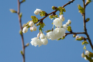 White Sakura Branch with Blooming Flowers Against Blue Sky – Peaceful Springtime Image for Background Use or Nature Concepts