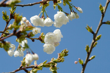 Sakura Tree in Full Bloom – White Cherry Blossoms with Blue Background for Calming Editorials, Nature Posters, or Digital Ads