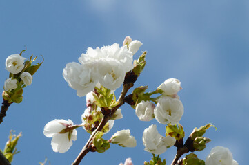 Cherry Tree Blossoms Blooming in Spring Light – Natural Floral Photo with White Flowers and Soft Background Sky