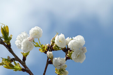 Cherry Tree Blossoms Blooming in Spring Light – Natural Floral Photo with White Flowers and Soft Background Sky