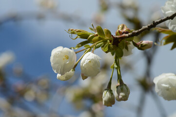 Cherry Tree Blossoms Blooming in Spring Light – Natural Floral Photo with White Flowers and Soft Background Sky