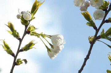 Close-Up of Cherry Blossom Flowers in Full Bloom – Elegant White Petals and Fresh Buds in Natural Light for Spring Projects