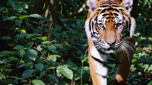 Majestic sumatran tiger confidently walks towards the camera, its striped coat blending with the dappled sunlight filtering through the dense foliage of its natural habitat