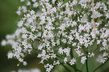 Valeriana Officinalis or Valerian plant is a genus of flowering plants in the family Caprifoliaceae...