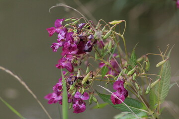 Himalayan Balsam Impatiens glandulifera.Soft pink blooming and budding Himalayan Balsam plant with...