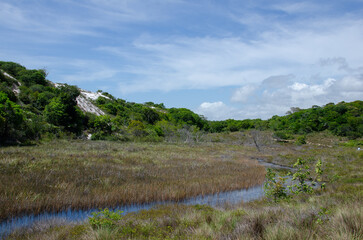 Beautiful natural landscapes with river and dense vegetation of coastal Atlantic Forest of Vila do Baixio. North Coast, Coconut Coast, Bahia - Brazil