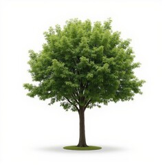 Fototapeta premium isolated tree on white background