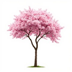 Fototapeta premium isolated pink blossom tree on white background