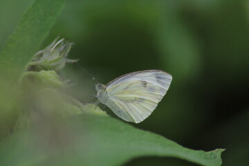 Butterfly, Cabbage White, Pieris rapae, sitting on a green leaf. Female European Large Cabbage White butterfly Pieris brassicae 
