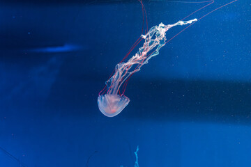 underwater photography jellyfish Purple striped jelly. Chrysaora colorata