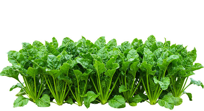 Beetroot leaves beet greens vegetable garden plants fresh produce healthy eating raw vegan organic food 100 ch