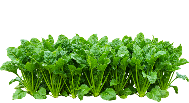 Beetroot leaves beet greens vegetable garden plants fresh produce healthy eating raw vegan organic food 100 ch