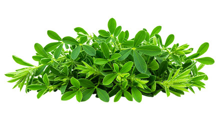 Obraz premium Fresh alfalfa sprouts microgreens leaves food healthy organic garden plant growth nutrition green raw diet 100
