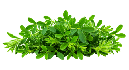 Fresh alfalfa sprouts microgreens leaves food healthy organic garden plant growth nutrition green raw diet 100