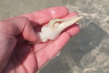 Hermit crab peeks out from its shell as it is held above clear ocean water. The shell displays a smooth, spiral shape, and the crab's small claw is visible at the opening