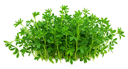 Obraz premium Alfalfa plant forage legume crop green leaves nutrition livestock feed agriculture farming cultivation 100