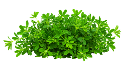 Green plant leaves foliage vegetation growth flora greenery nature fresh garden botanical herb field clover