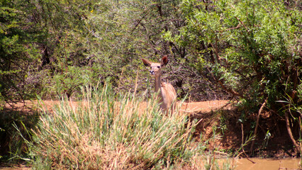 Kudu at waterhole 
