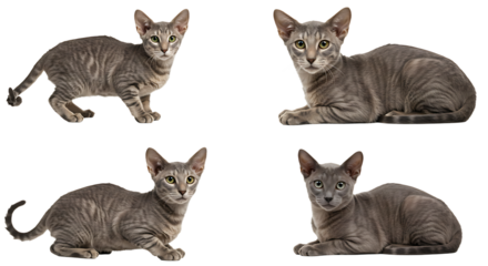 Gray Cat Posing in Multiple Positions on White Background