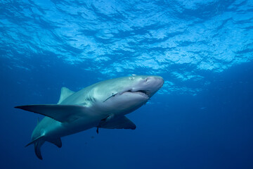 Lemon shark at ocean surface