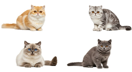 Cats Posing Cutely Four Different Kitten Isolated