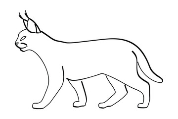 Caracal Cat Outline Illustration Walking Wild Feline Animal Cartoon Line Drawing