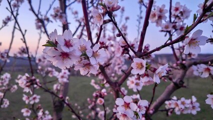 Almond blossoms on a twig. Blooming almond trees. Flowering trees at twilight, dusk. Close-up